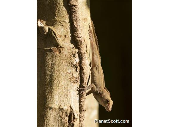 Puerto Rican Crested Anole (Anolis cristatellus)