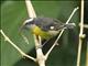 Bananaquit (Coereba flaveola)