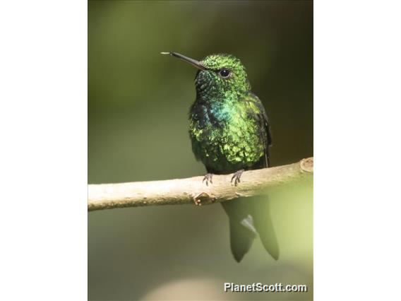 Puerto Rican Emerald (Riccordia maugaeus)