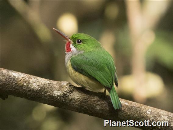 Puerto Rican Tody (Todus mexicanus)