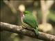 Puerto Rican Tody (Todus mexicanus)