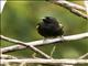 Puerto Rican Oriole  (Icterus portoricensis)