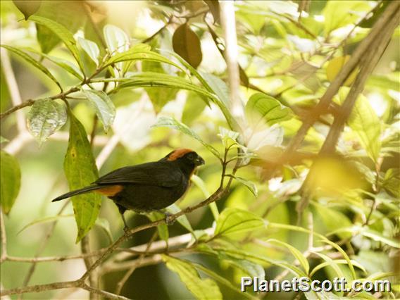 Puerto Rican Bullfinch (Melopyrrha portoricensis)