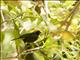 Puerto Rican Bullfinch (Loxigilla portoricensis)