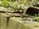 Louisiana Waterthrush (Parkesia motacilla)