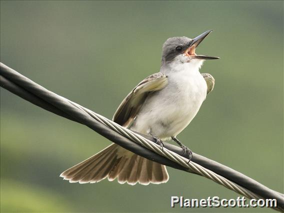 Gray Kingbird (Tyrannus dominicensis)