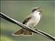 Gray Kingbird (Tyrannus dominicensis)