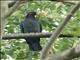 Scaly-naped Pigeon (Patagioenas squamosa)