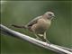 Shiny Cowbird (Molothrus bonariensis)