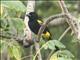 Puerto Rican Oriole  (Icterus portoricensis)