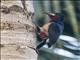 Puerto Rican Woodpecker (Melanerpes portoricensis)