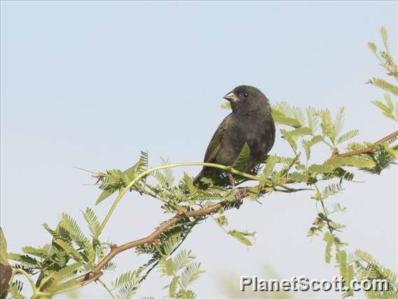 Black-faced Grassquit (Melanospiza bicolor)