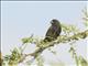 Black-faced Grassquit (Tiaris bicolor)