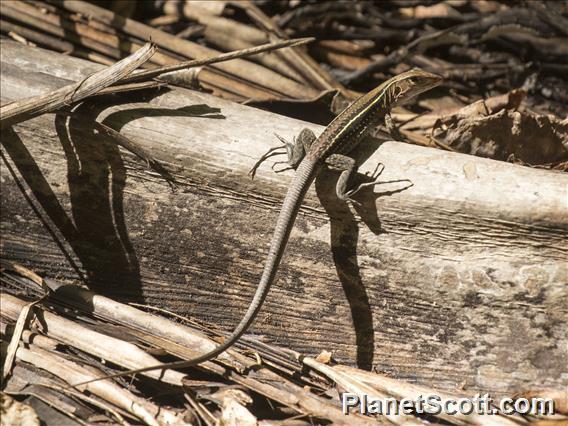 Puerto Rican Giant Ameiva (Pholidoscelis exsul)