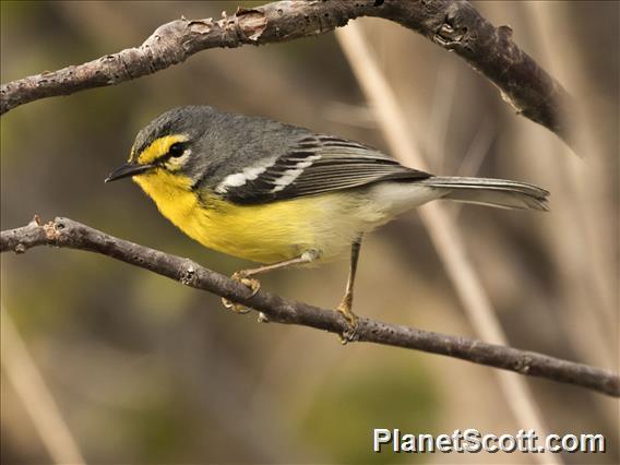 Adelaide's Warbler (Setophaga adelaidae)