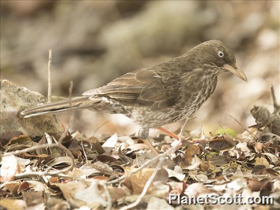 Pearly-eyed Thrasher (Margarops fuscatus)