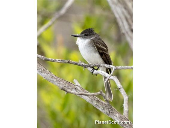 Puerto Rican Flycatcher (Myiarchus antillarum)