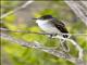 Puerto Rican Flycatcher (Myiarchus antillarum)