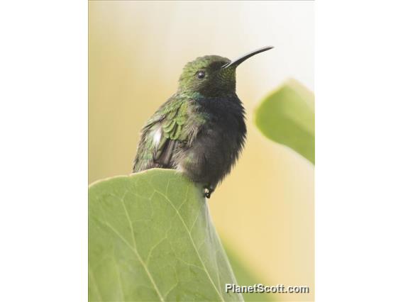 Puerto Rican Mango (Anthracothorax aurulentus)