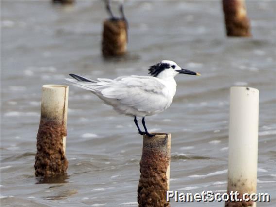 Sandwich Tern (Thalasseus sandvicensis)