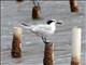 Sandwich Tern (Thalasseus sandvicensis)