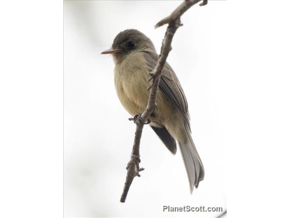 Lesser Antillean Pewee (Contopus latirostris)