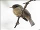 Lesser Antillean Pewee (Contopus latirostris)