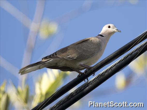 African Collared-Dove (Streptopelia roseogrisea)