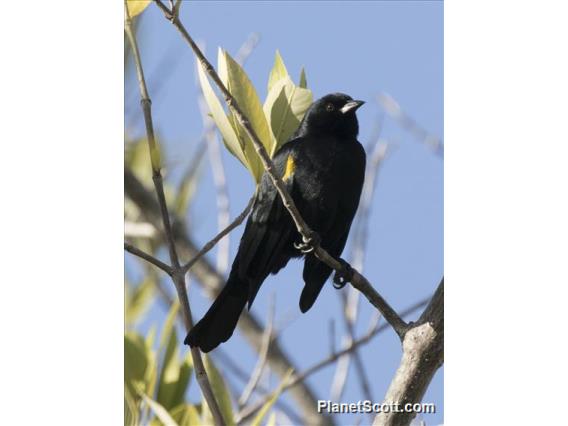 Yellow-shouldered Blackbird (Agelaius xanthomus)