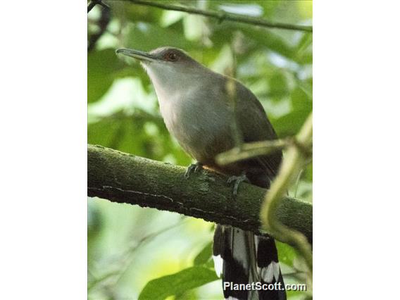 Puerto Rican Lizard-Cuckoo (Coccyzus vieilloti)