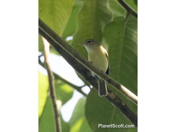 Puerto Rican Vireo (Vireo latimeri)