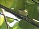 Puerto Rican Vireo (Vireo latimeri)