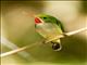 Puerto Rican Tody (Todus mexicanus)