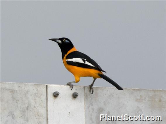 Venezuelan Troupial (Icterus icterus)