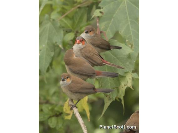 Orange-cheeked Waxbill (Estrilda melpoda)