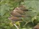 Orange-cheeked Waxbill (Estrilda melpoda)