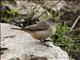 Rock Wren (Salpinctes obsoletus)