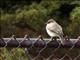 Eastern Phoebe (Sayornis phoebe)