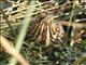 American Bittern (Botaurus lentiginosus)