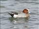 Eurasian Wigeon (Mareca penelope)