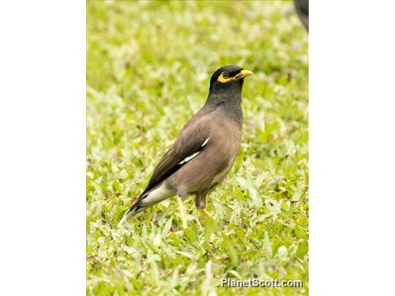 Common Myna (Acridotheres tristis)