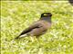 Common Myna (Acridotheres tristis)