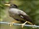 Javan Myna (Acridotheres javanicus)