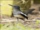 Oriental Magpie-Robin (Copsychus saularis) - Female