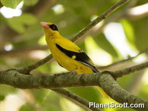 Black-naped Oriole (Oriolus chinensis)