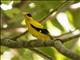 Black-naped Oriole (Oriolus chinensis)