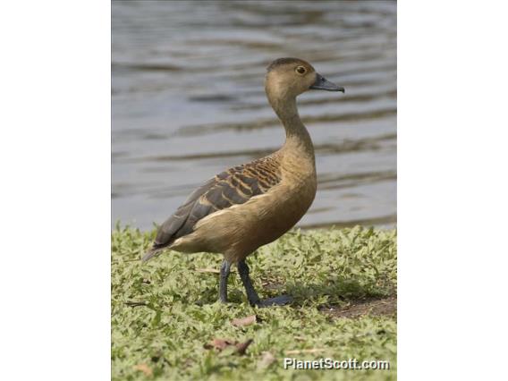 Lesser Whistling-Duck (Dendrocygna javanica)