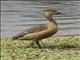 Lesser Whistling-Duck (Dendrocygna javanica)