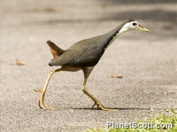 White-breasted Waterhen (Amaurornis phoenicurus)