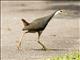 White-breasted Waterhen (Amaurornis phoenicurus)